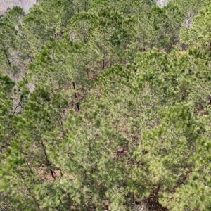 Photo #44 of Off Seven Creeks Hwy, Nakina, NC 9.9 acres