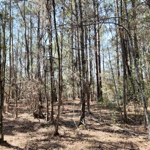 Photo #45 of Off Seven Creeks Hwy, Nakina, NC 9.9 acres