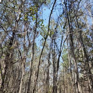 Photo #46 of Off Seven Creeks Hwy, Nakina, NC 9.9 acres