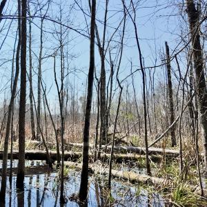 Photo #47 of Off Seven Creeks Hwy, Nakina, NC 9.9 acres