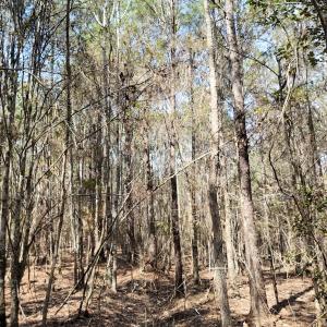 Photo #48 of Off Seven Creeks Hwy, Nakina, NC 9.9 acres