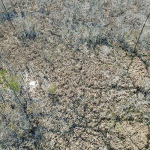 Photo #49 of Off Seven Creeks Hwy, Nakina, NC 9.9 acres