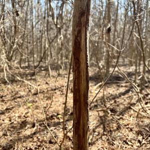 Photo #52 of Off Seven Creeks Hwy, Nakina, NC 9.9 acres