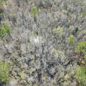 Photo #53 of Off Seven Creeks Hwy, Nakina, NC 9.9 acres