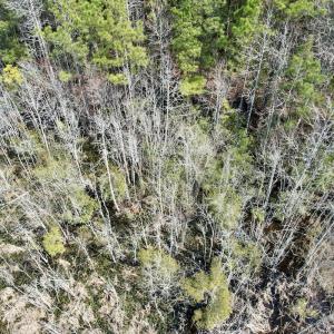 Photo #54 of Off Seven Creeks Hwy, Nakina, NC 9.9 acres