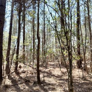 Photo #56 of Off Seven Creeks Hwy, Nakina, NC 9.9 acres