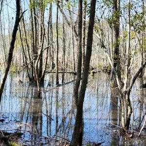 Photo #58 of Off Seven Creeks Hwy, Nakina, NC 9.9 acres