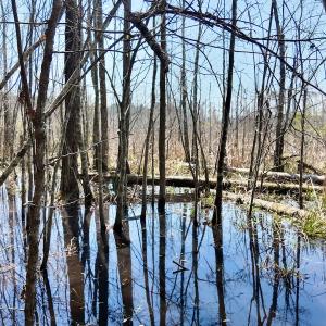 Photo #61 of Off Seven Creeks Hwy, Nakina, NC 9.9 acres