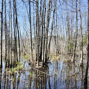 Photo #62 of Off Seven Creeks Hwy, Nakina, NC 9.9 acres