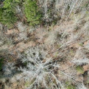 Photo #63 of Off Seven Creeks Hwy, Nakina, NC 9.9 acres