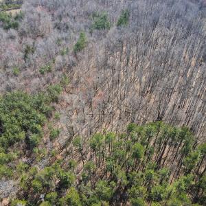 Photo #12 of Off Christopher Lane, Keysville, VA 59.0 acres