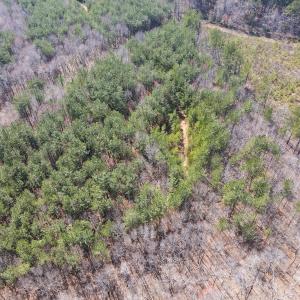 Photo #14 of Off Christopher Lane, Keysville, VA 59.0 acres