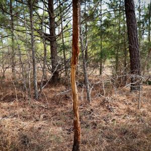 Photo #22 of Off Christopher Lane, Keysville, VA 59.0 acres