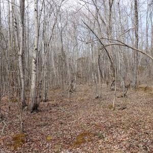 Photo #24 of Off Christopher Lane, Keysville, VA 59.0 acres