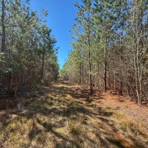 Photo #48 of Off Highway 41, Trenton, NC 50.7 acres