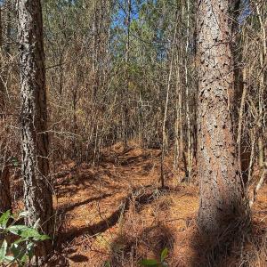 Photo #49 of Off Highway 41, Trenton, NC 50.7 acres
