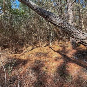 Photo #50 of Off Highway 41, Trenton, NC 50.7 acres