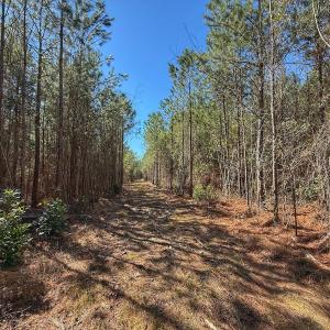 Photo #52 of Off Highway 41, Trenton, NC 50.7 acres