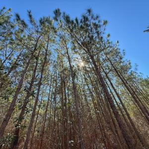 Photo #53 of Off Highway 41, Trenton, NC 50.7 acres