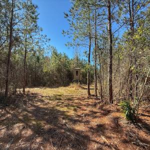 Photo #54 of Off Highway 41, Trenton, NC 50.7 acres