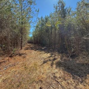 Photo #56 of Off Highway 41, Trenton, NC 50.7 acres