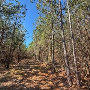 Photo #59 of Off Highway 41, Trenton, NC 50.7 acres
