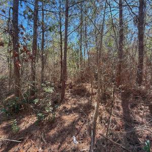 Photo #60 of Off Highway 41, Trenton, NC 50.7 acres
