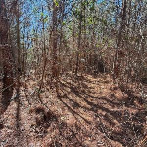 Photo #61 of Off Highway 41, Trenton, NC 50.7 acres