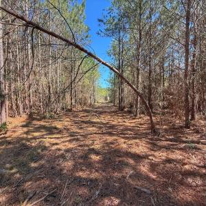 Photo #62 of Off Highway 41, Trenton, NC 50.7 acres