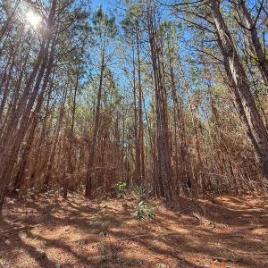 Photo #64 of Off Highway 41, Trenton, NC 50.7 acres