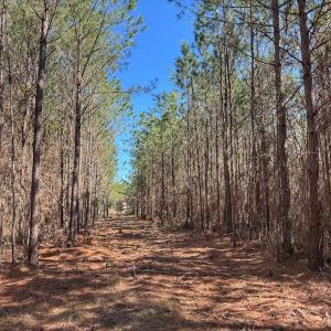 Photo #65 of Off Highway 41, Trenton, NC 50.7 acres