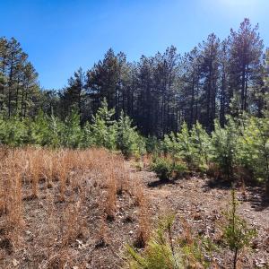 Photo #4 of Off Virginia Mill Rd, Arvonia, VA 58.8 acres