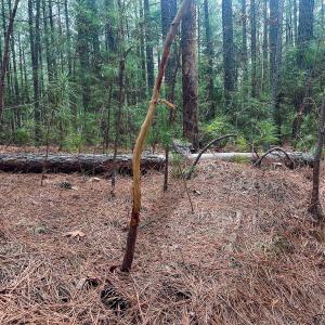 Photo #26 of Off Virginia Mill Rd, Arvonia, VA 58.8 acres