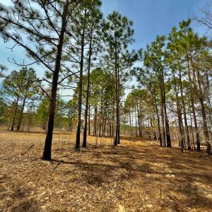 Photo #20 of Off Peachtree  Drive, Hamlet, NC 3.4 acres