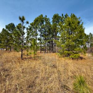 Photo #8 of Off Peachtree  Drive, Hamlet, NC 3.4 acres