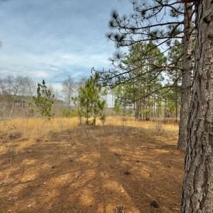 Photo #27 of Off Peachtree  Drive, Hamlet, NC 3.4 acres