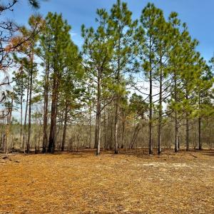 Photo #31 of Off Peachtree  Drive, Hamlet, NC 3.4 acres