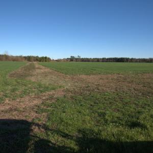 Photo #21 of 973 Mosely Road, Walstonburg, NC 204.2 acres