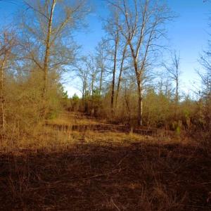 Photo #23 of 973 Mosely Road, Walstonburg, NC 204.2 acres