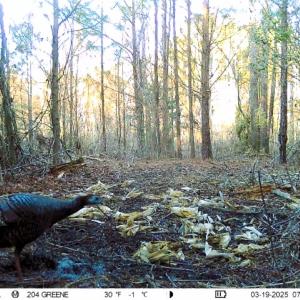 Photo #24 of 973 Mosely Road, Walstonburg, NC 204.2 acres