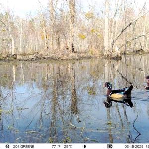 Photo #25 of 973 Mosely Road, Walstonburg, NC 204.2 acres