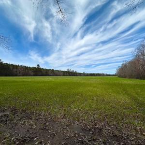 Photo #2 of Off Freeman Mill Rd, Whaleyville, VA 59.0 acres