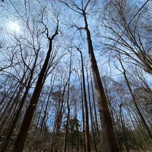 Photo #4 of Off Freeman Mill Rd, Whaleyville, VA 59.0 acres