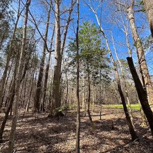 Photo #9 of Off Freeman Mill Rd, Whaleyville, VA 59.0 acres