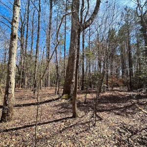 Photo #11 of Off Freeman Mill Rd, Whaleyville, VA 59.0 acres