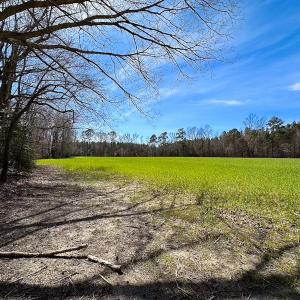 Photo #13 of Off Freeman Mill Rd, Whaleyville, VA 59.0 acres