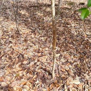 Photo #17 of Off Freeman Mill Rd, Whaleyville, VA 59.0 acres