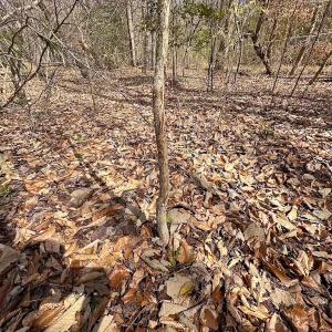 Photo #26 of Off Freeman Mill Rd, Whaleyville, VA 59.0 acres