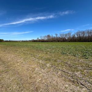 Photo #29 of Off Freeman Mill Rd, Whaleyville, VA 59.0 acres
