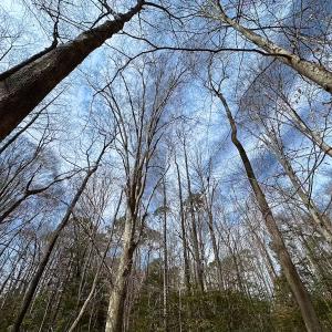 Photo #30 of Off Freeman Mill Rd, Whaleyville, VA 59.0 acres